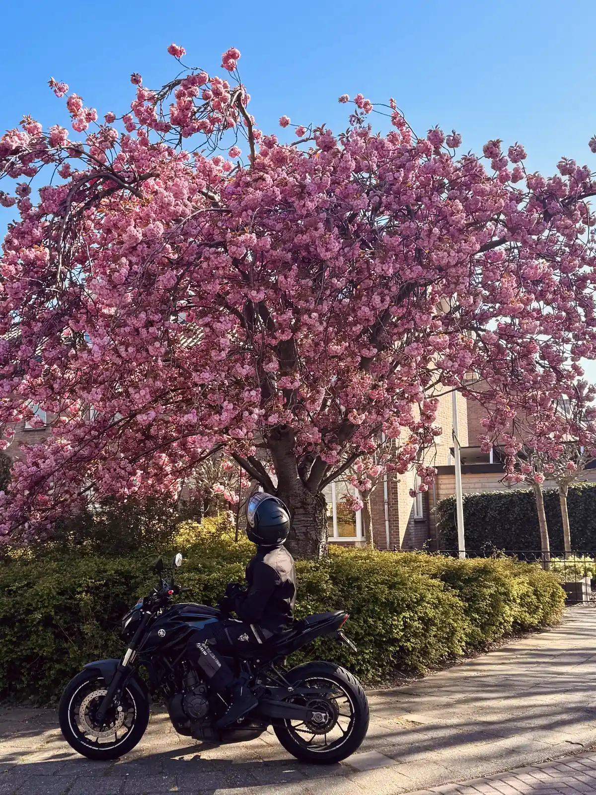Rider sitting on a parked motorcycle under a pink blossom tree